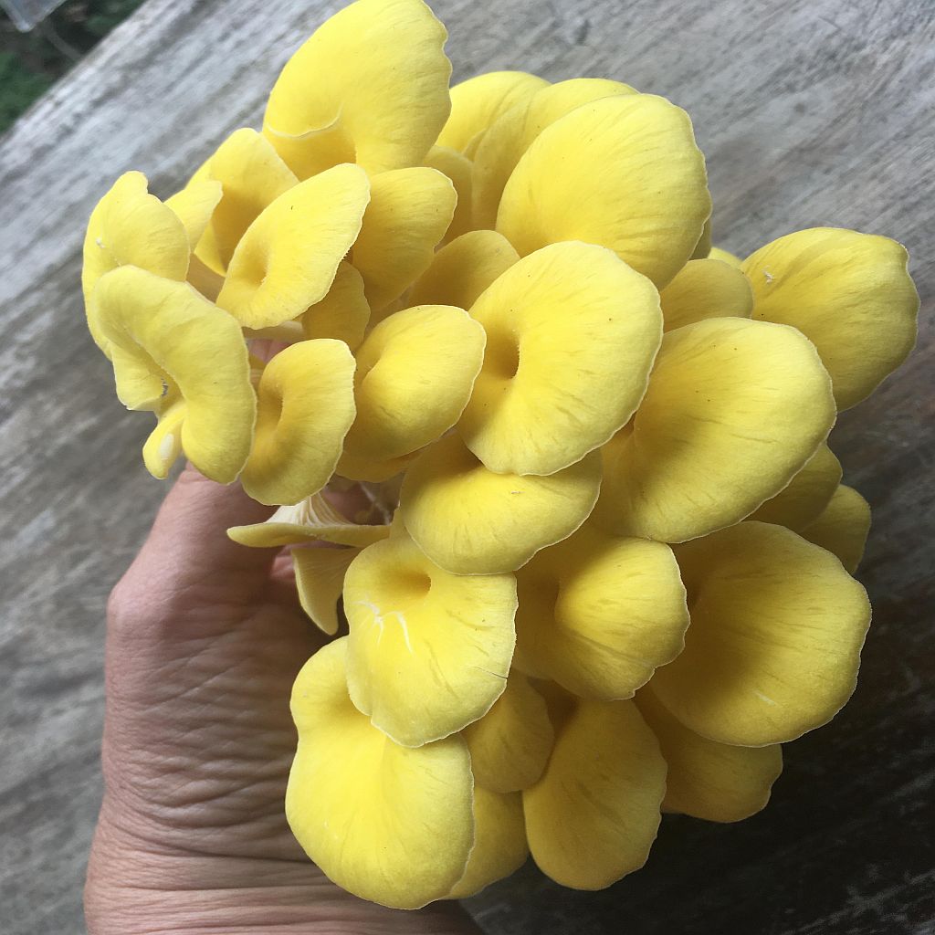 GROWTUB - Golden Oyster Mushroom (Pleurotus citrinopileatus)