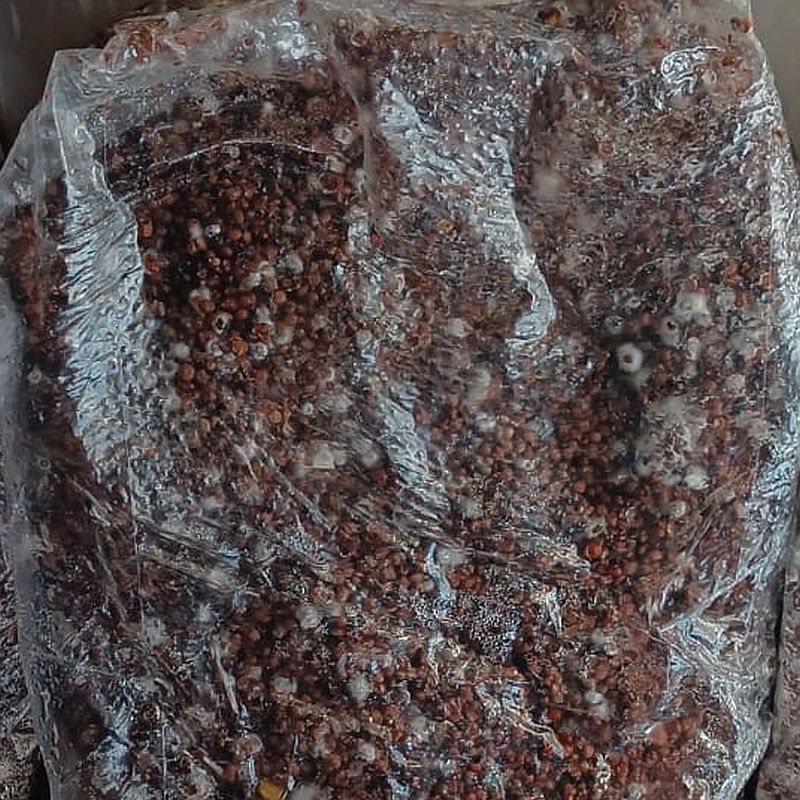 Grain Spawn - Oyster and White Elm mushrooms (1 kg and 2 kg)