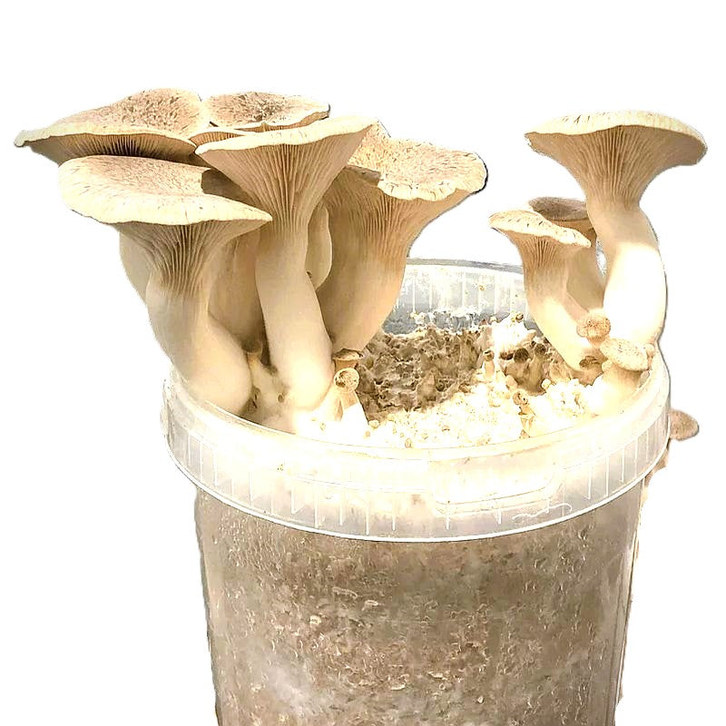 GROWTUB - King Oyster Mushroom (Pleurotus eryngii)