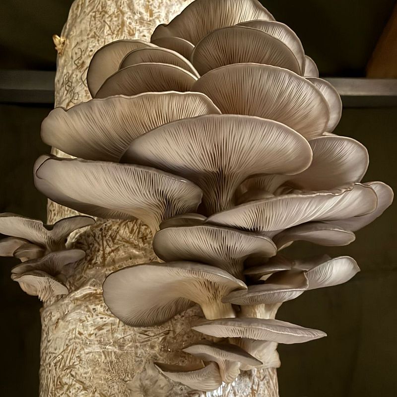 GROWTUB - Pearl Oyster Mushroom (Pleurotus ostreatus)
