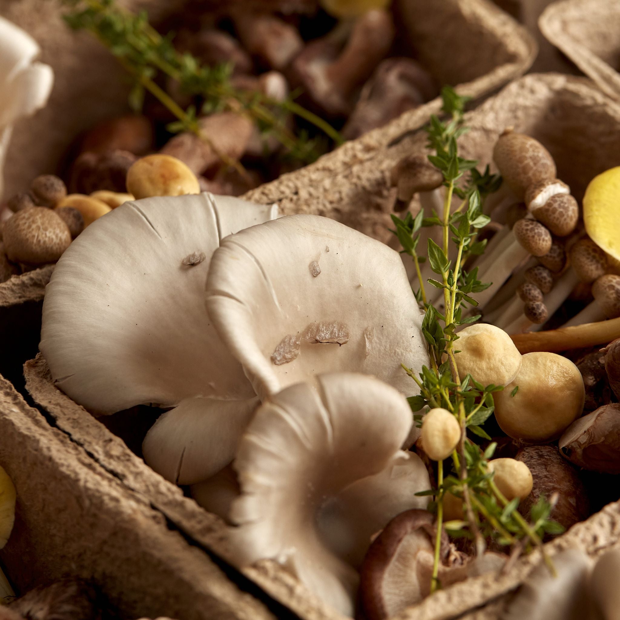 Mushrooms and Mushroom Products