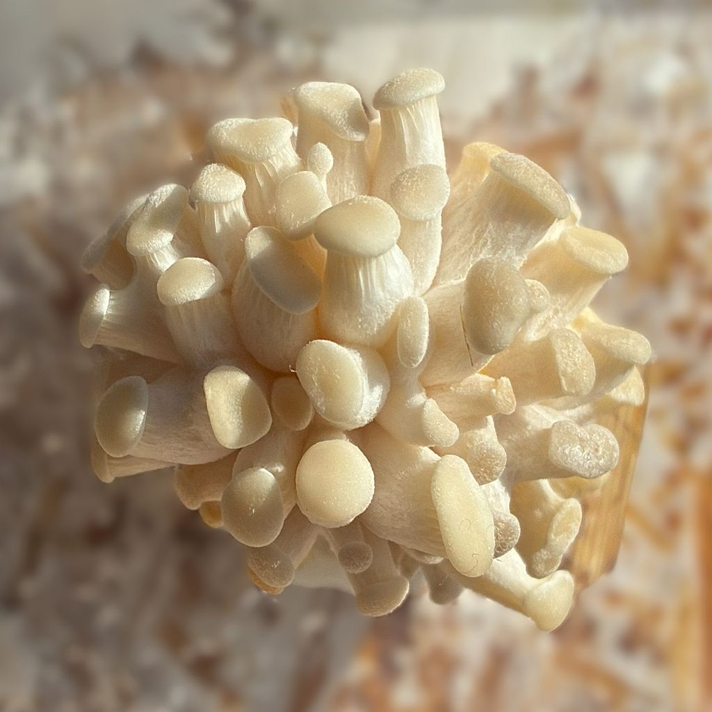 GROWTUB - White Elm Mushroom (Hypsizygus ulmarius)