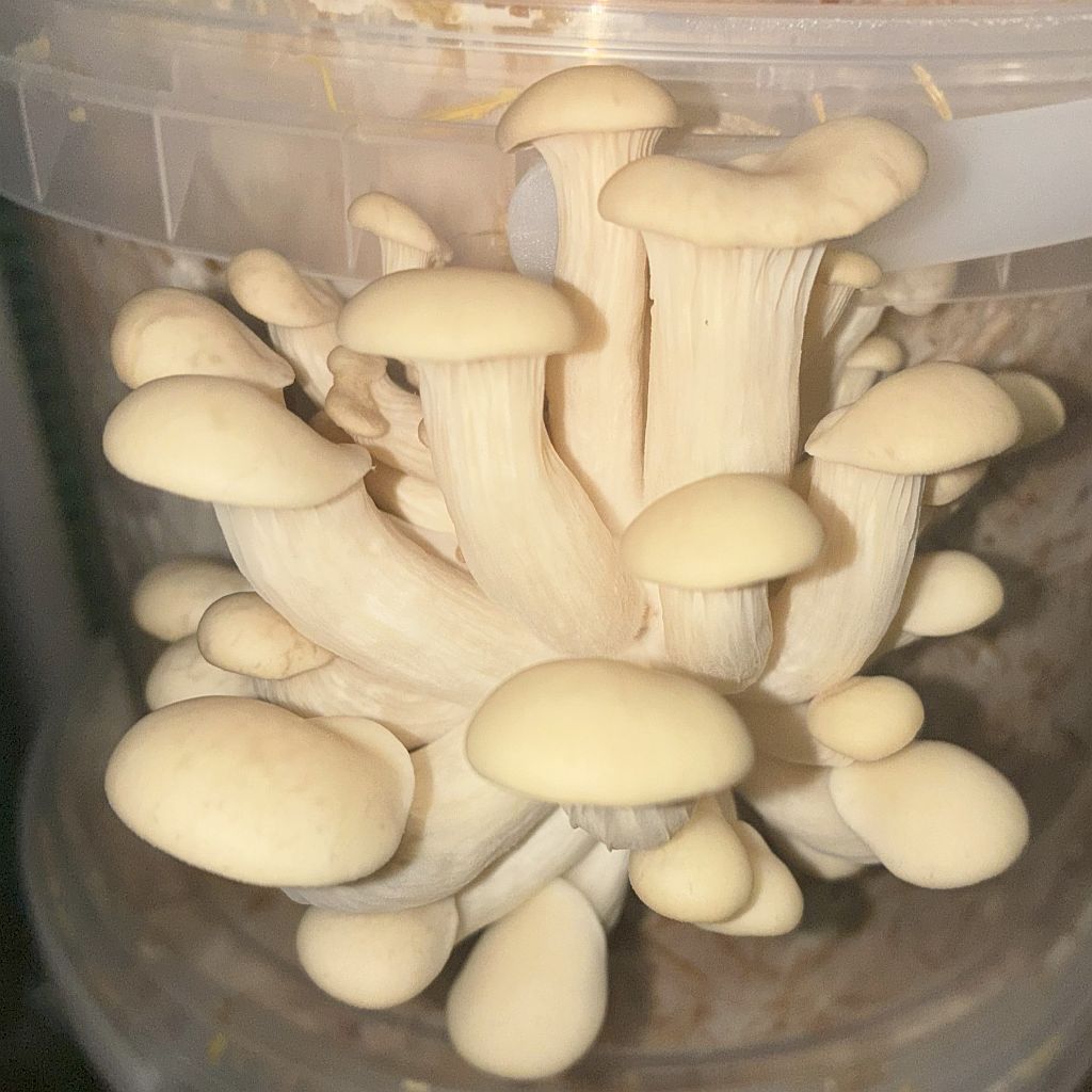 GROWTUB - White Elm Mushroom (Hypsizygus ulmarius)