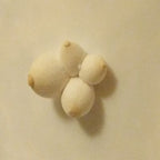 GROWTUB - King Oyster Mushroom (Pleurotus eryngii)