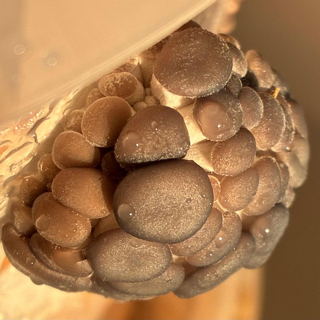 GROWTUB - Rare Nebro Oyster Mushroom (Pleurotus nebrodensis)