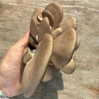 GROWTUB - Rare Nebro Oyster Mushroom (Pleurotus nebrodensis)