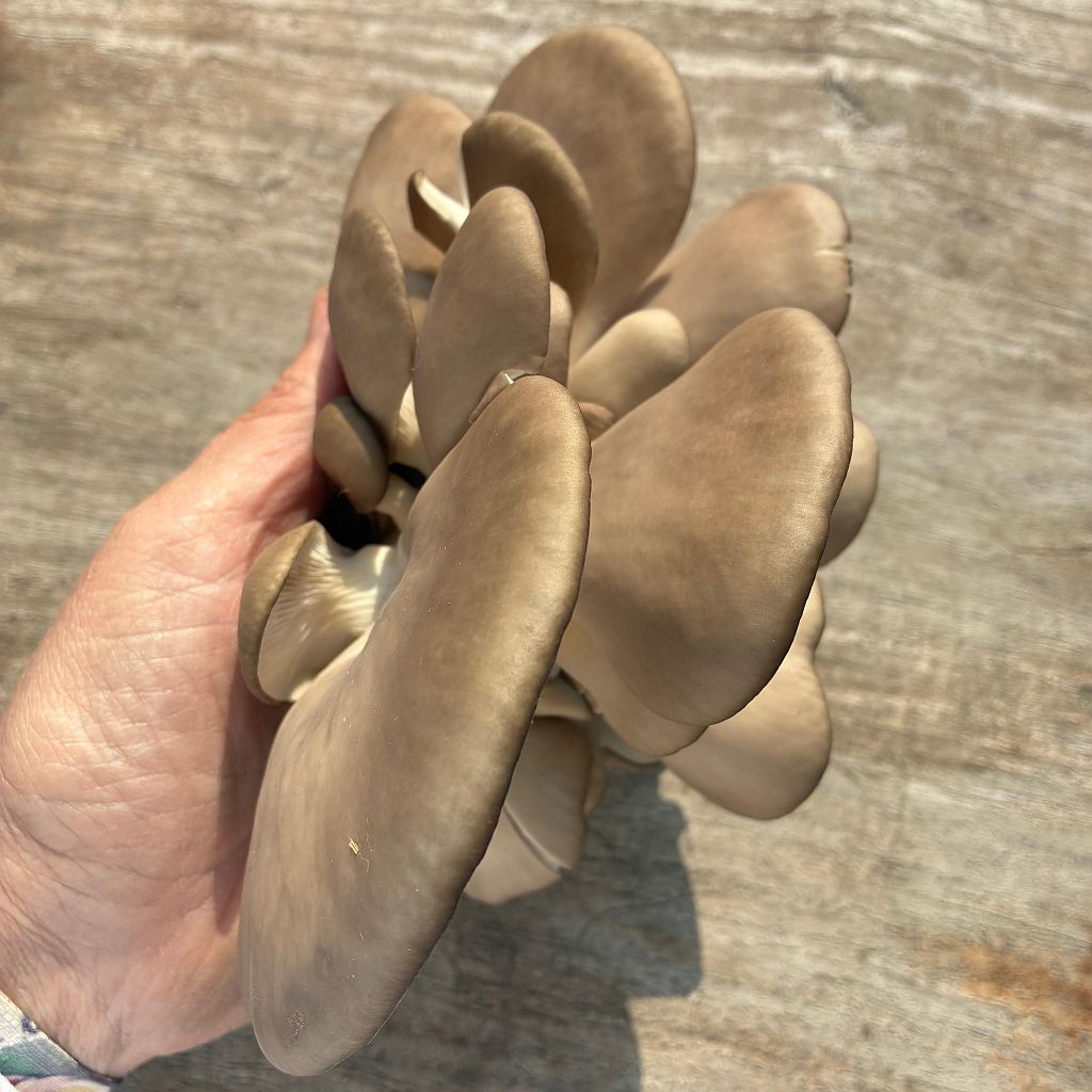 GROWTUB - Rare Nebro Oyster Mushroom (Pleurotus nebrodensis)