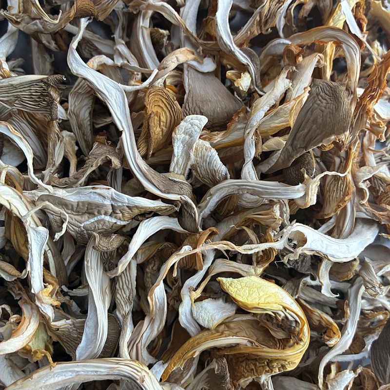 Grey Oyster Mushrooms - DRY