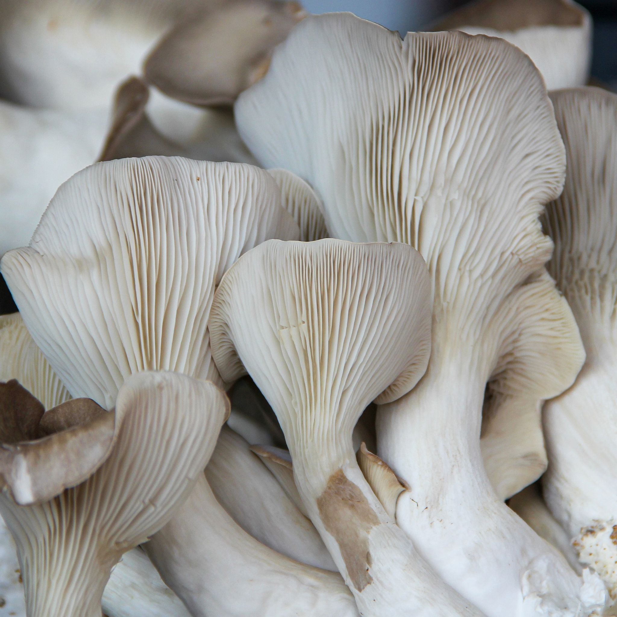 Grey Oyster Mushrooms - FRESH