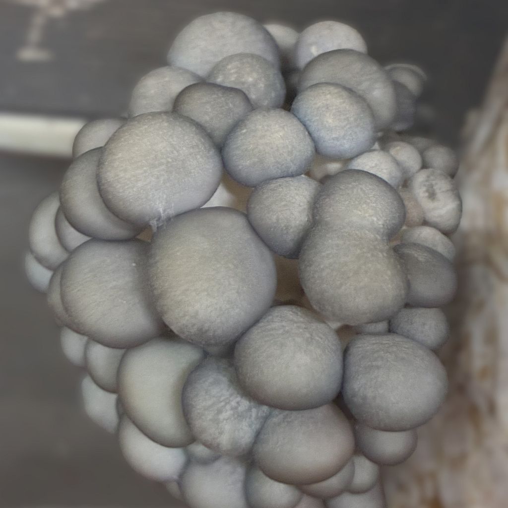 GROWTUB - Pearl Oyster Mushroom (Pleurotus ostreatus)
