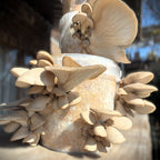 GROWTUB - Pearl Oyster Mushroom (Pleurotus ostreatus)