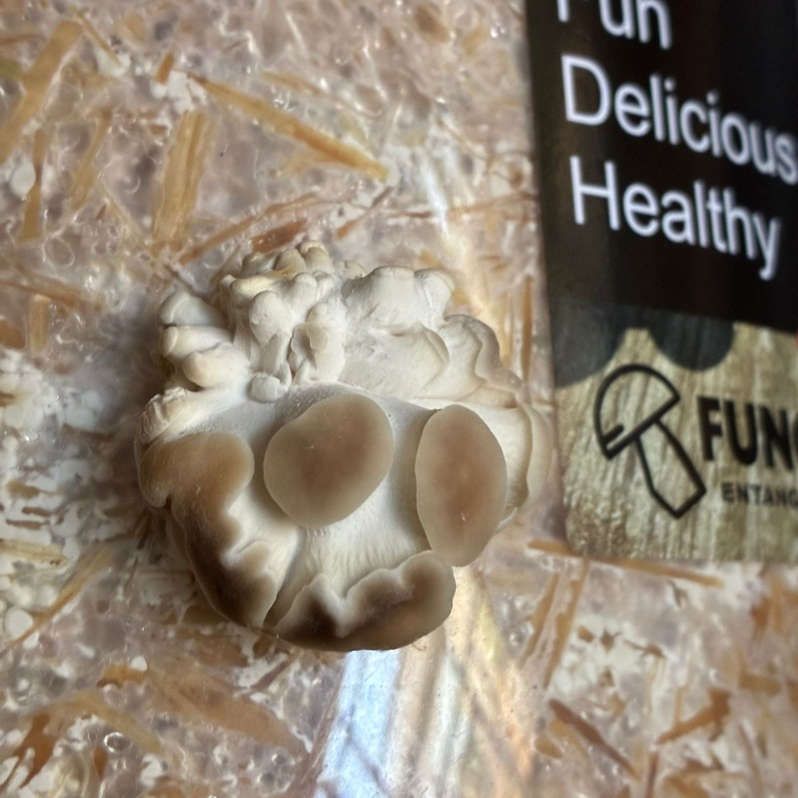 GROWTUB - Phoenix Oyster Mushroom (Pleurotus pulmonarius)