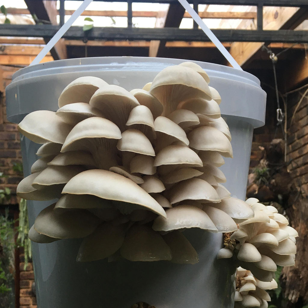 GROWTUB - White Elm Mushroom (Hypsizygus ulmarius)