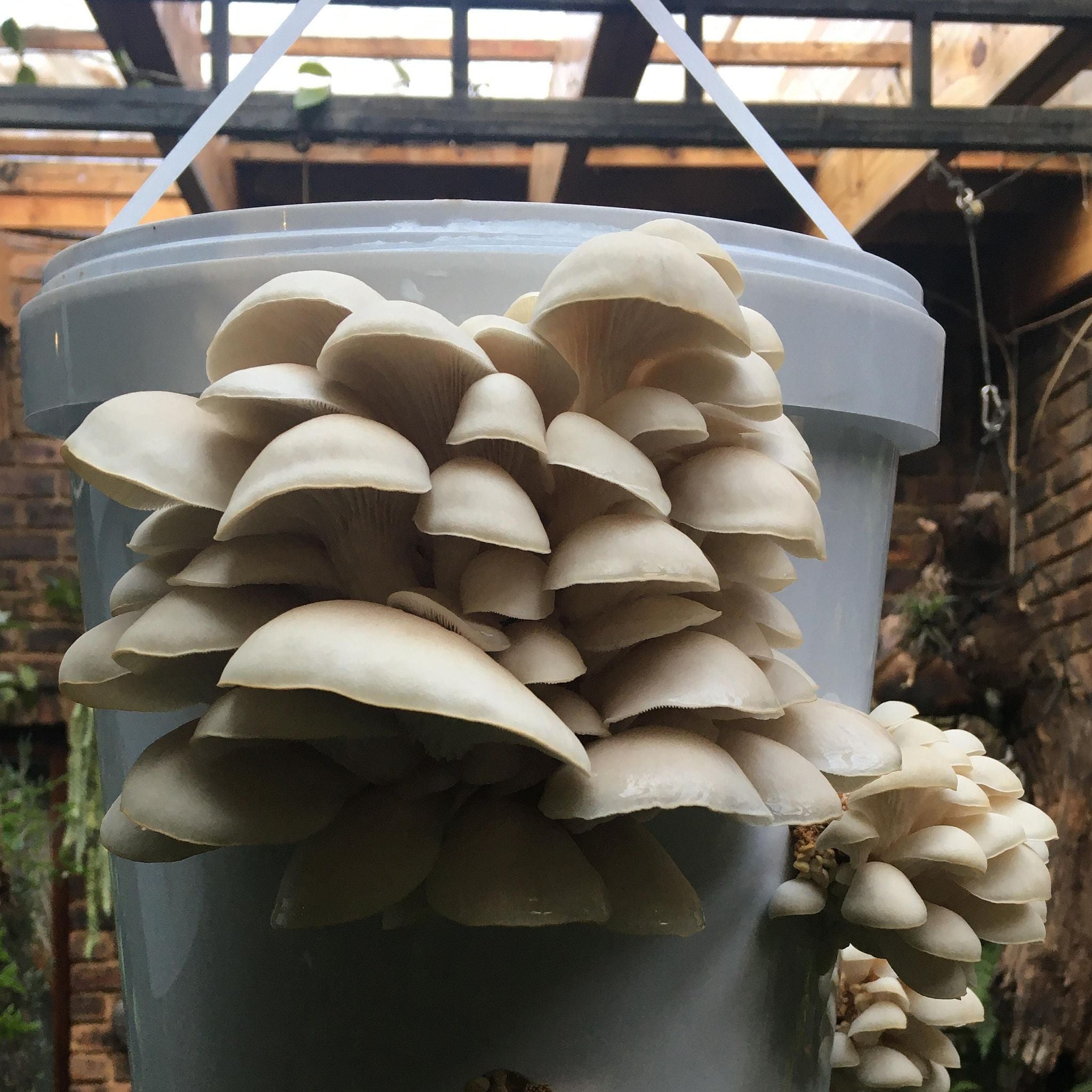 GROWTUB - White Elm Mushroom (Hypsizygus ulmarius)