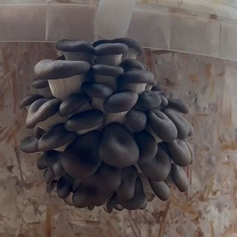 GROWTUB - Rare Nebro Oyster Mushroom (Pleurotus nebrodensis)
