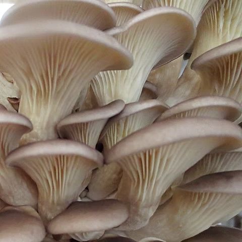 GROWTUB - Phoenix Oyster Mushroom (Pleurotus pulmonarius)