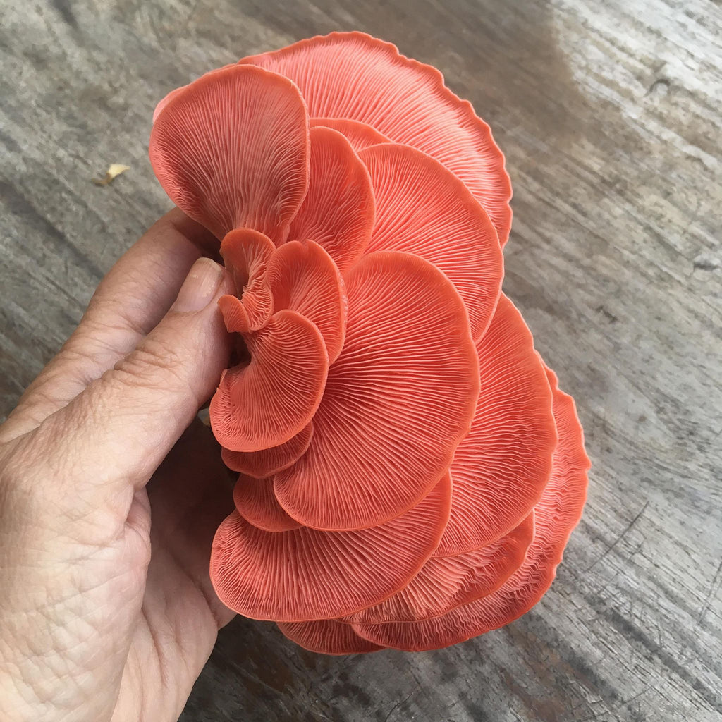 GROWTUB - Pink Oyster Mushroom (Pleurotus djamor)