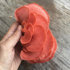 GROWTUB - Pink Oyster Mushroom (Pleurotus djamor)