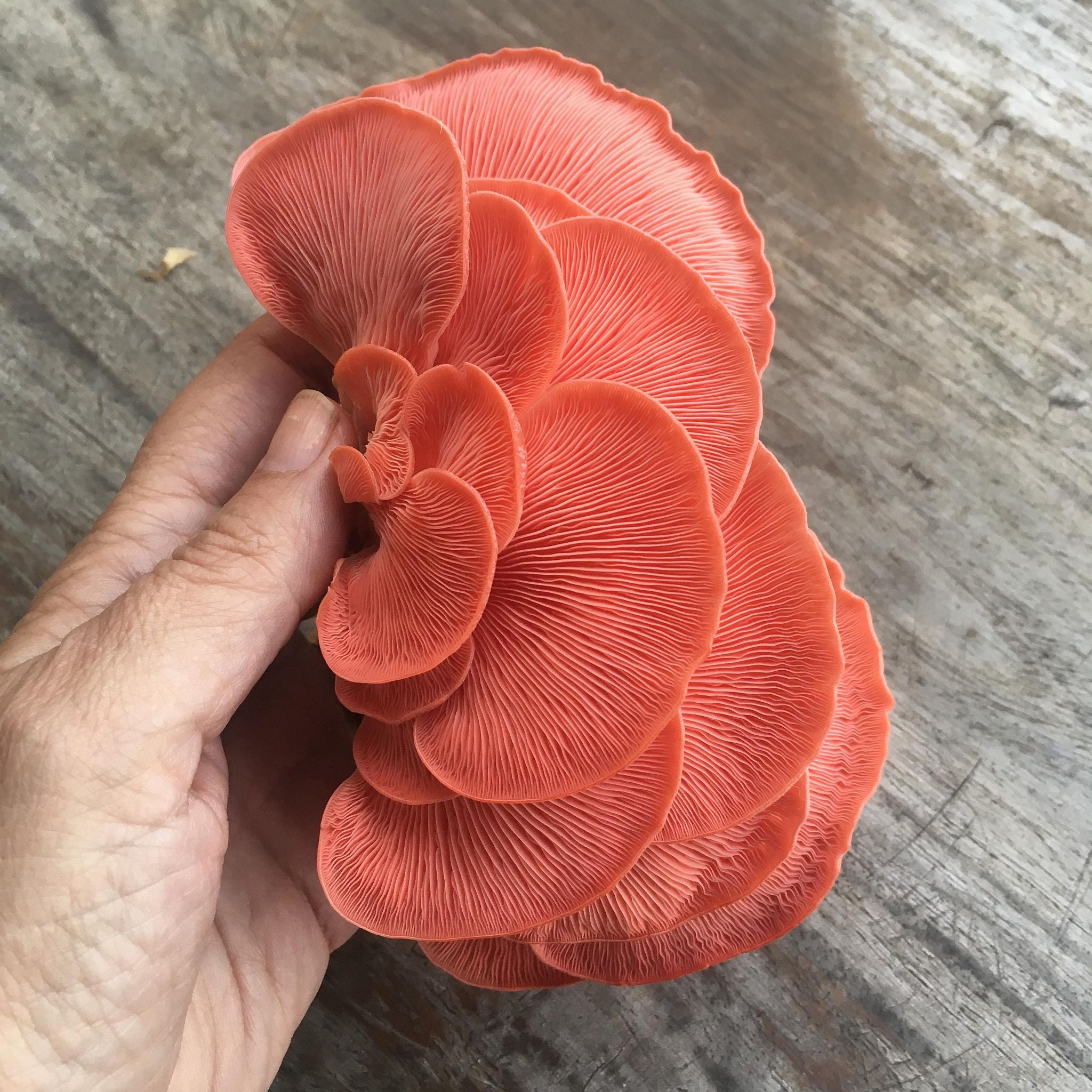 GROWTUB - Pink Oyster Mushroom (Pleurotus djamor)