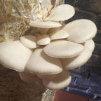 GROWTUB - White Elm Mushroom (Hypsizygus ulmarius)