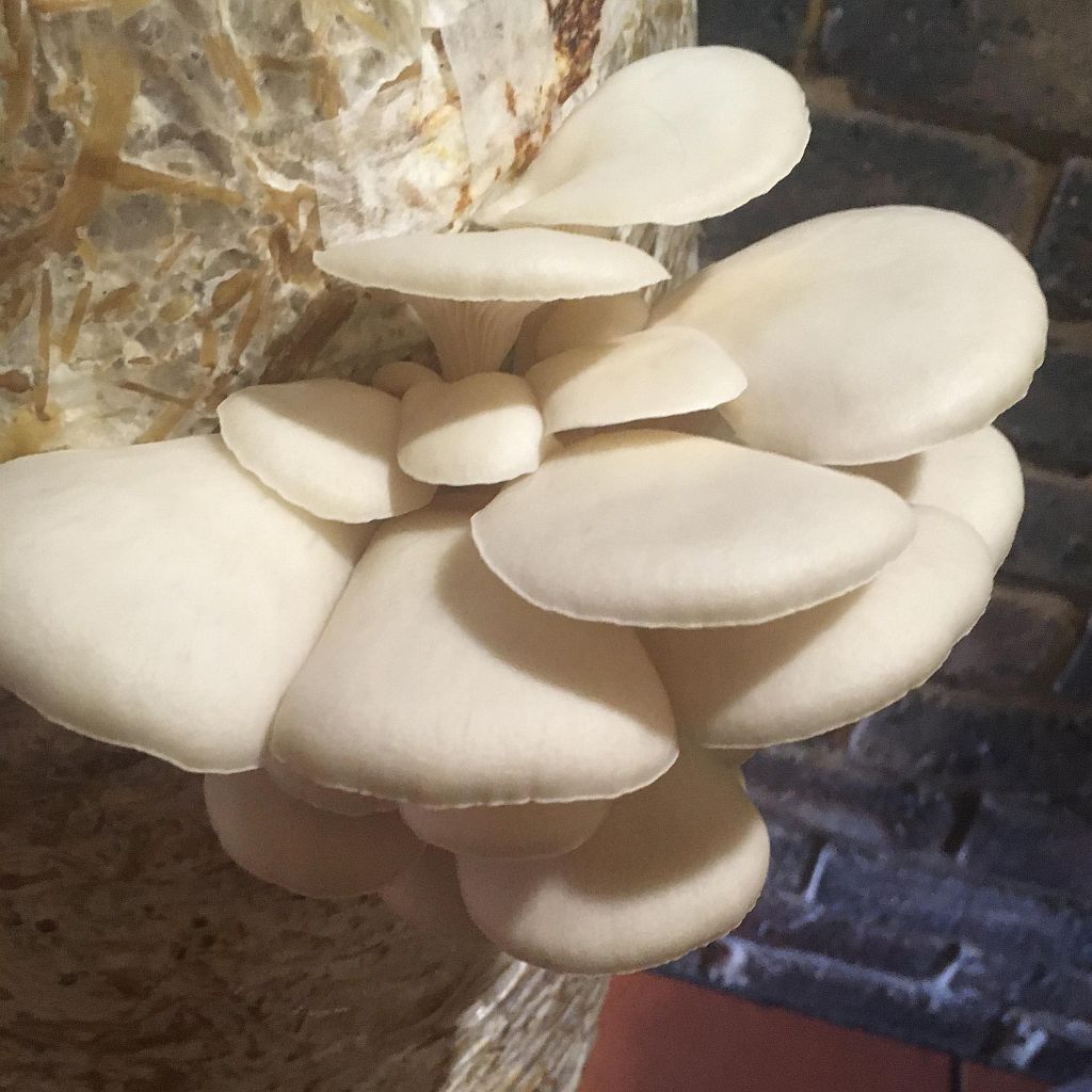 GROWTUB - White Elm Mushroom (Hypsizygus ulmarius)