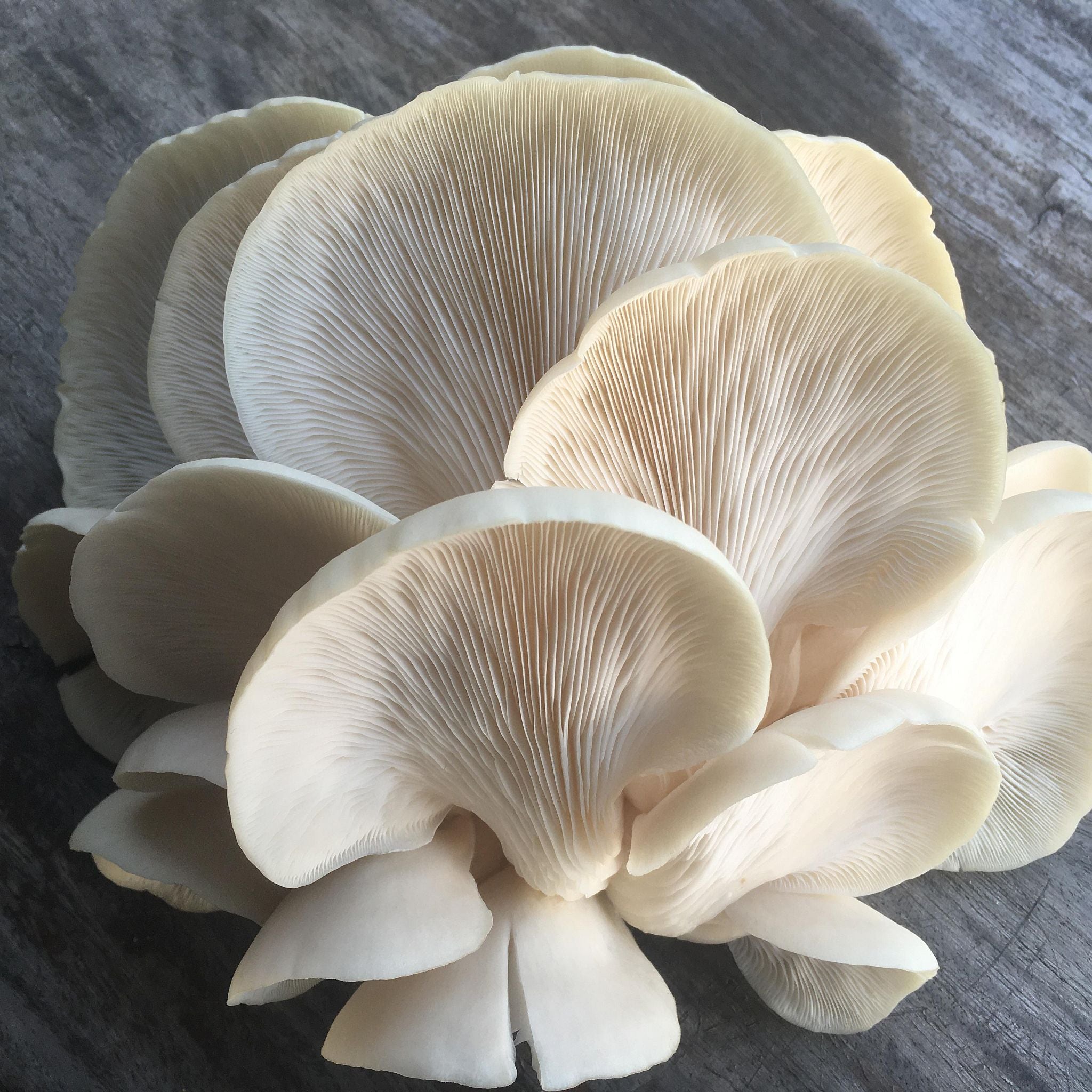 GROWTUB - White Elm Mushroom (Hypsizygus ulmarius)